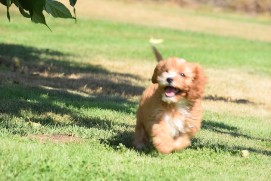 Cavapoo (reu) 54041