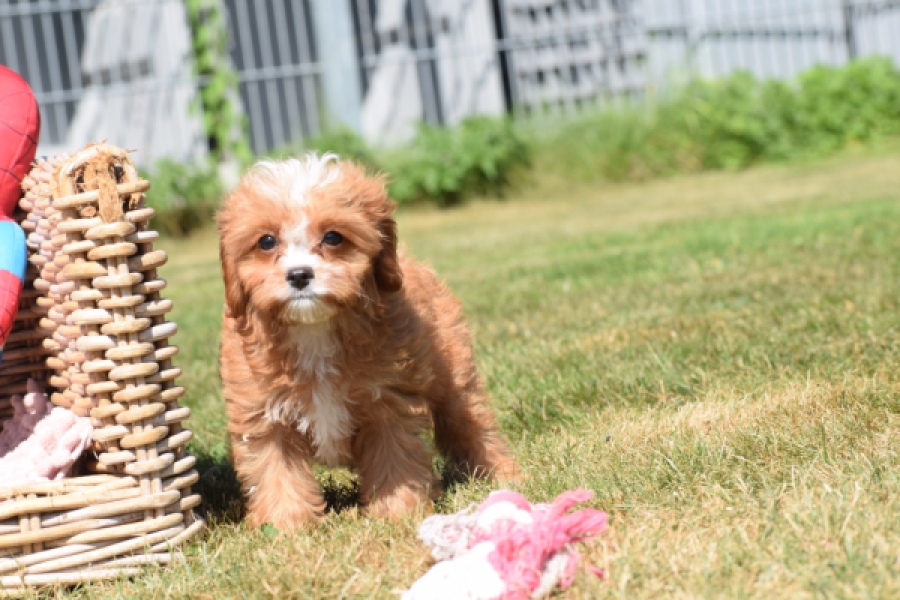 Cavapoo (reu) 54057