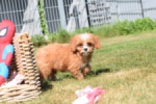 Cavapoo (reu) 54057