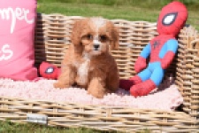 Cavapoo (reu) 54057