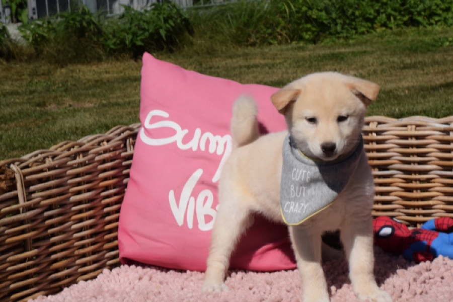 Shiba Inu (reu) 29823