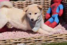 Shiba Inu (reu) 29823