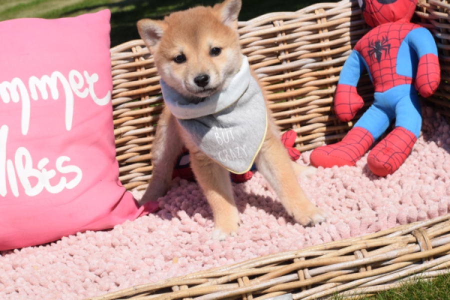 Shiba Inu (teef) 29832