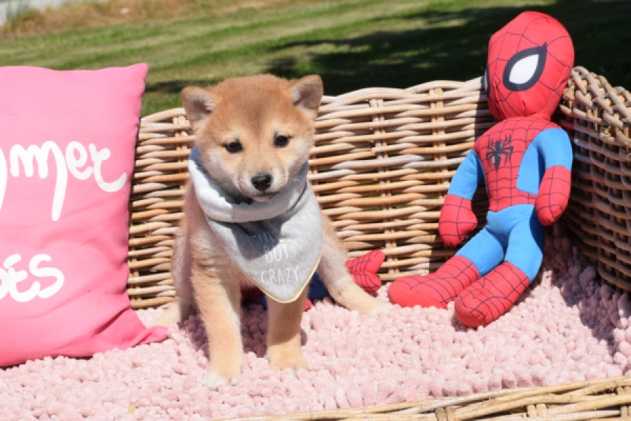 Shiba Inu (teef) 29832