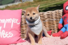 Shiba Inu (teef) 29832