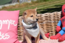 Shiba Inu (teef) 29832