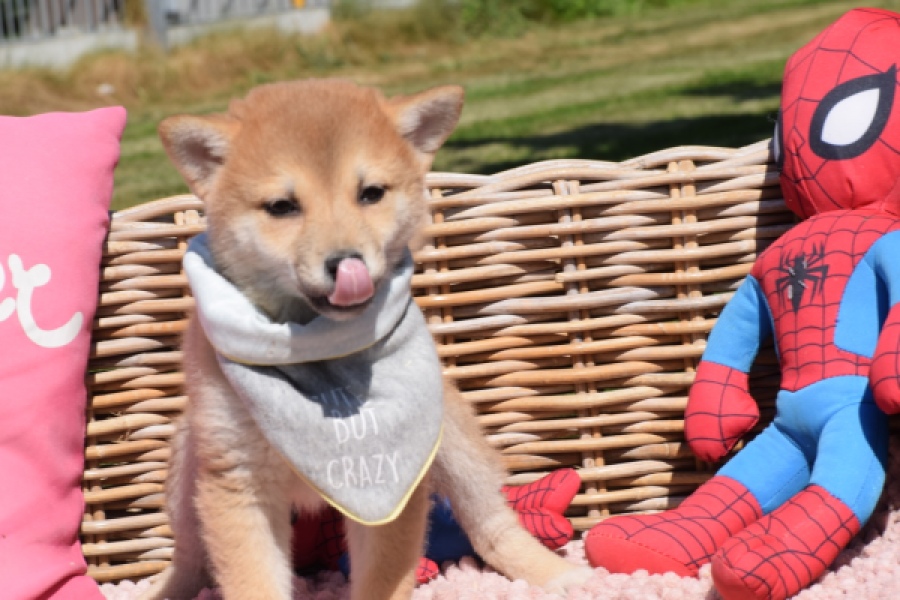 Shiba Inu (teef) 29832