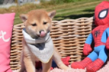 Shiba Inu (teef) 29832