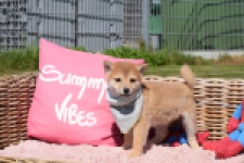 Shiba Inu (teef) 29832