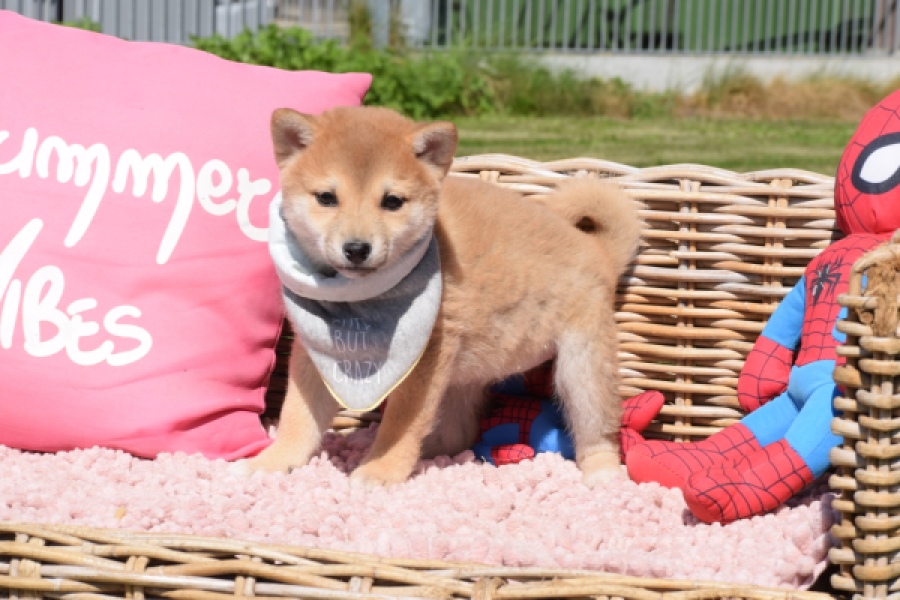 Shiba Inu (teef) 29832