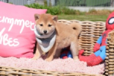 Shiba Inu (teef) 29832