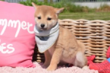 Shiba Inu (teef) 29832
