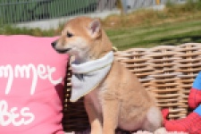 Shiba Inu (teef) 29832