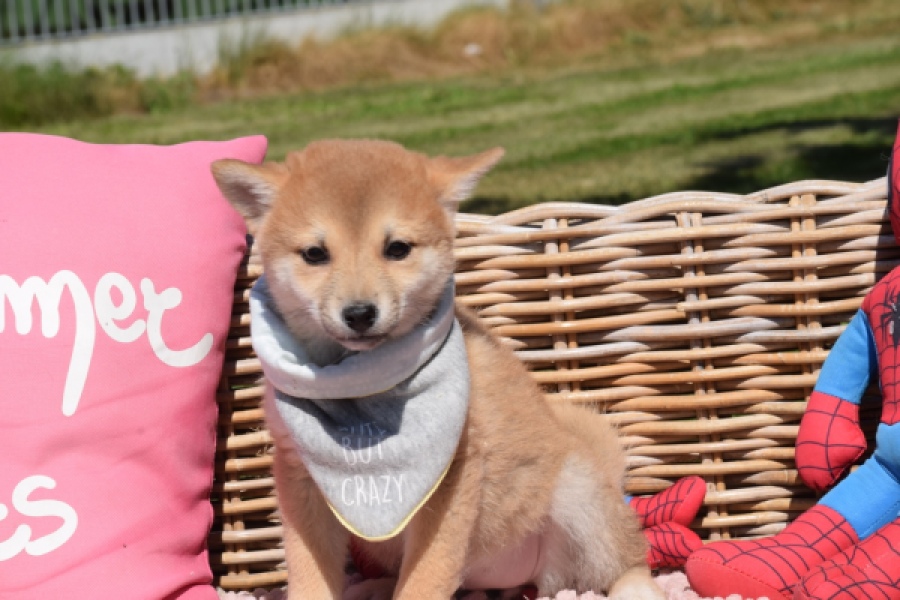 Shiba Inu (teef) 29832
