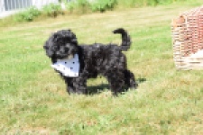 York mix Terrier (reu) 43451
