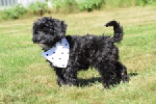 York mix Terrier (reu) 43451
