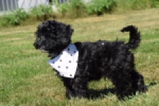 York mix Terrier (reu) 43451