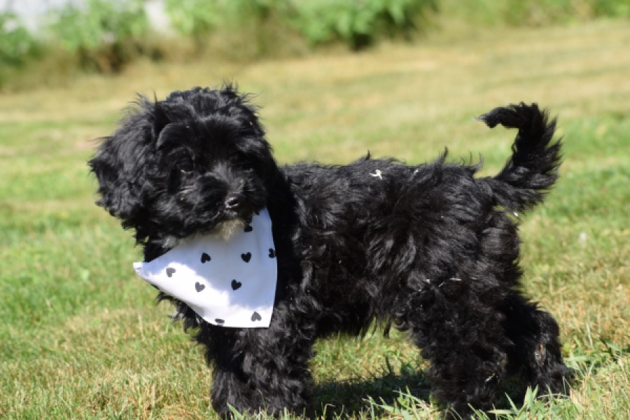 York mix Terrier (reu) 43451