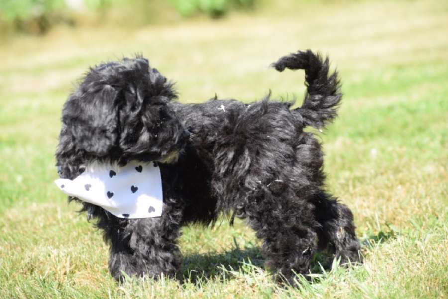 York mix Terrier (reu) 43451