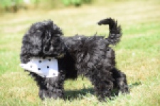 York mix Terrier (reu) 43451