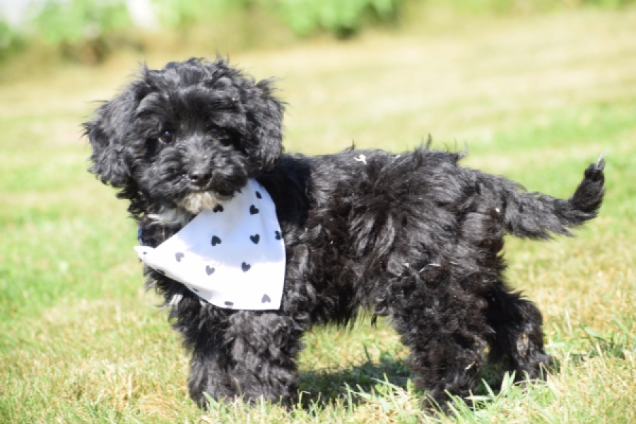 York mix Terrier (reu) 43451