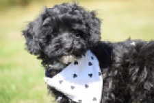 York mix Terrier (reu) 43451