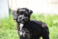 York mix Terrier (reu) 43458