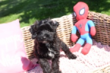 York mix Terrier (reu) 43458