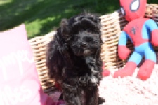 York mix Terrier (reu) 43458