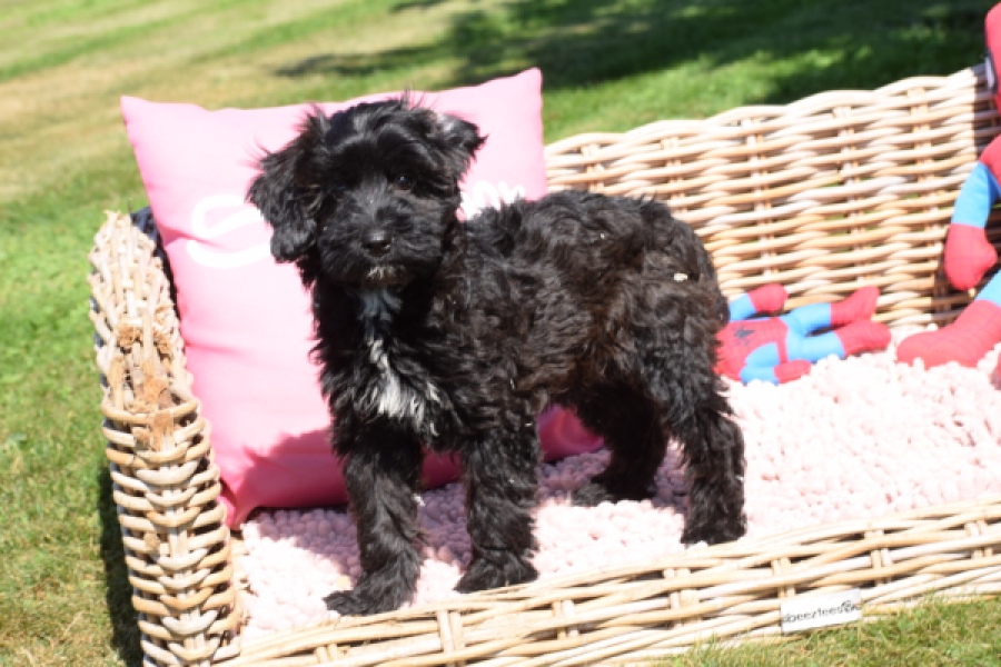 York mix Terrier (reu) 43458