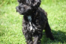 York mix Terrier (reu) 43458