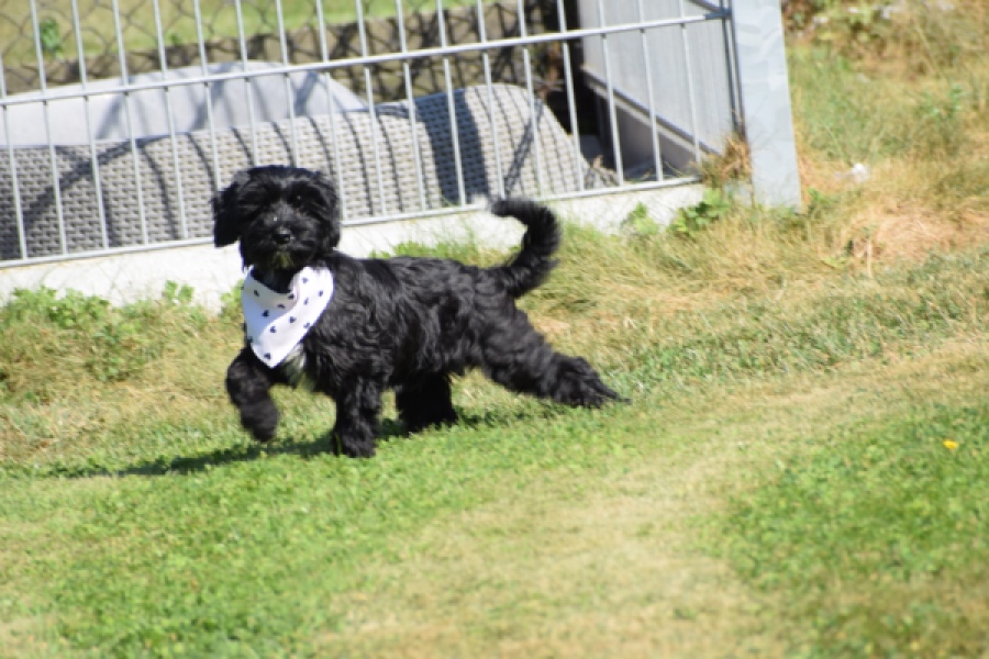 York mix Terrier (reu) 43500