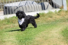 York mix Terrier (reu) 43500