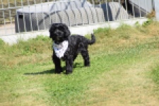 York mix Terrier (reu) 43500