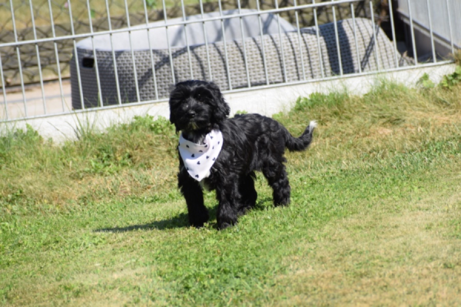 York mix Terrier (reu) 43500