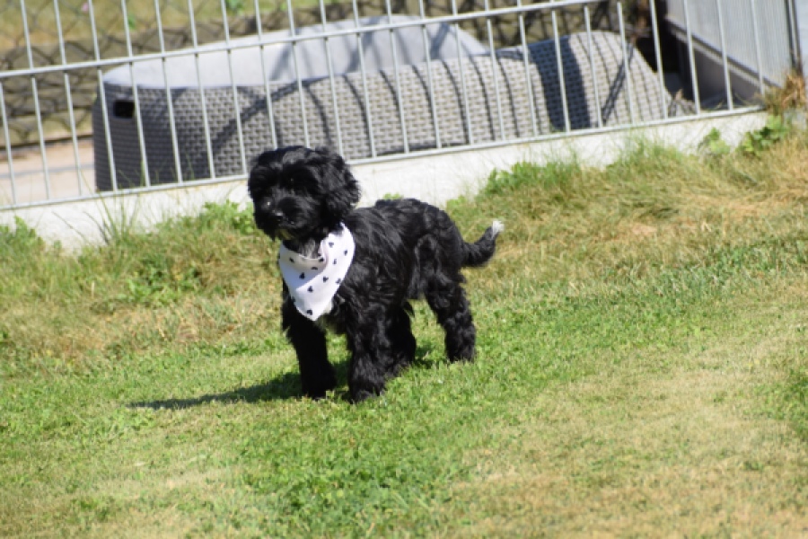 York mix Terrier (reu) 43500
