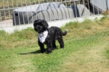 York mix Terrier (reu) 43500
