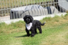 York mix Terrier (reu) 43500