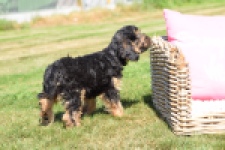 York mix Terrier (reu) 43510