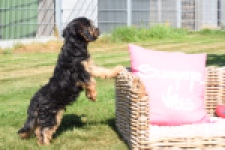 York mix Terrier (reu) 43510