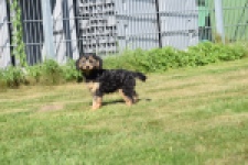 York mix Terrier (reu) 43510
