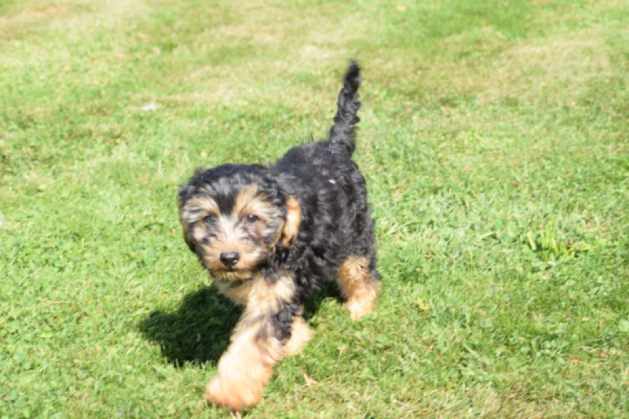 York mix Terrier (reu) 43510