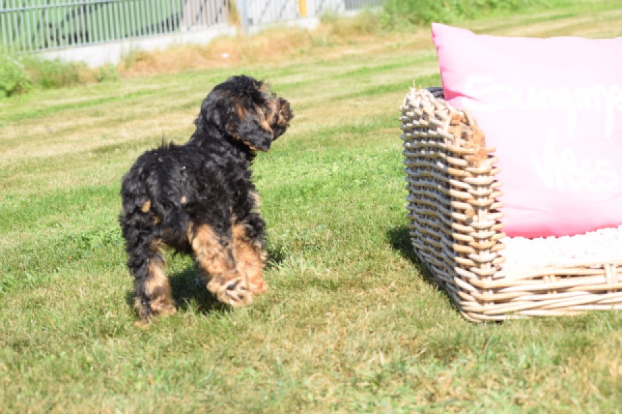 York mix Terrier (reu) 43510