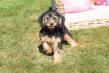 York mix Terrier (reu) 43510