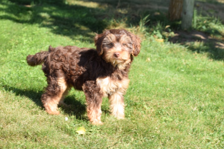 York mix Terrier (reu) 43454