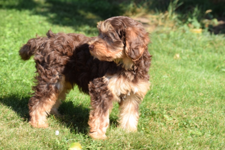 York mix Terrier (reu) 43454