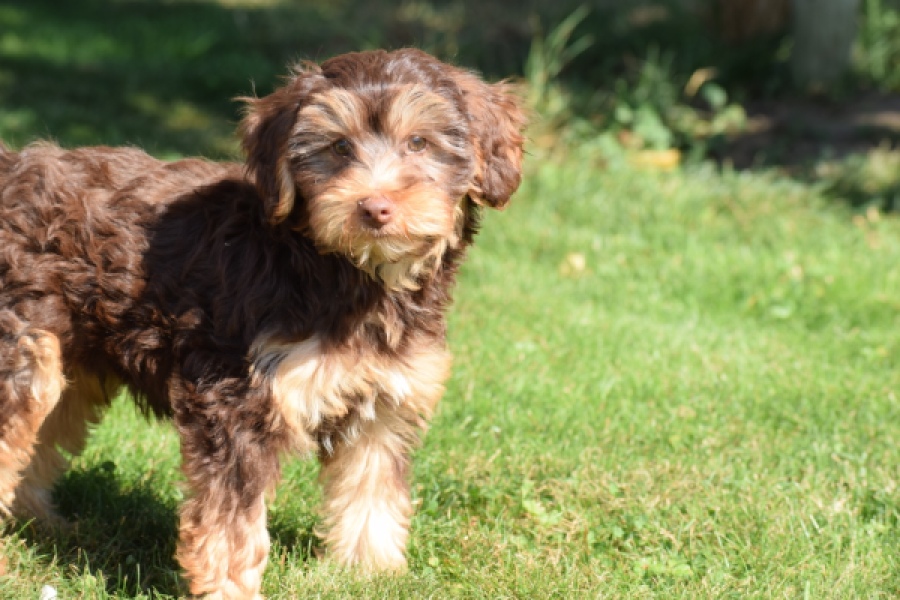 York mix Terrier (reu) 43454