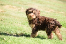 York mix Terrier (reu) 43454