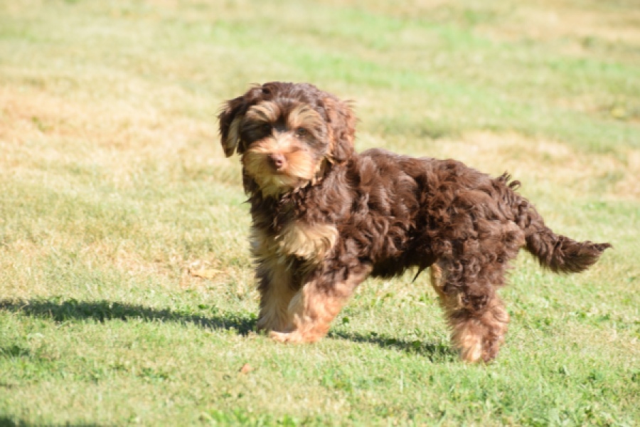 York mix Terrier (reu) 43454