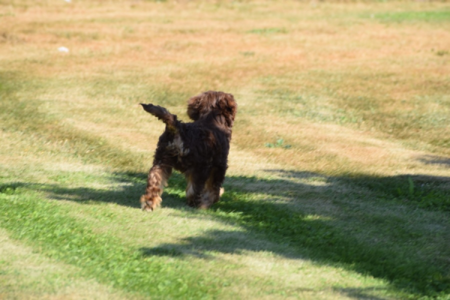 York mix Terrier (reu) 43454